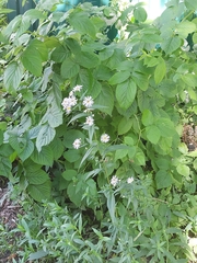 Symphyotrichum novi-belgii