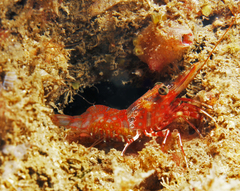 Rhynchocinetes serratus