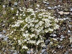 Cerastium uniflorum