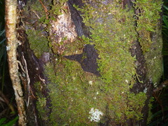 Lembophyllum divulsum