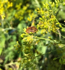 Graphosoma