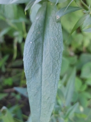 Symphyotrichum novi-belgii