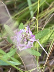 Polygala cruciata