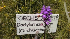 Dactylorhiza majalis