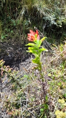 Castilleja fissifolia