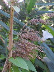 Phragmites australis