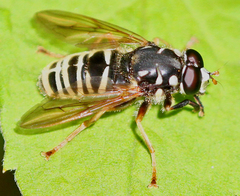 Temnostoma excentrica