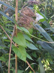 Phragmites australis