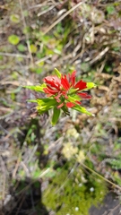 Castilleja fissifolia