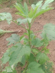 Abelmoschus esculentus