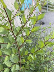 Ulmus pumila