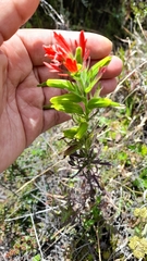 Castilleja fissifolia
