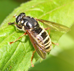 Temnostoma excentrica