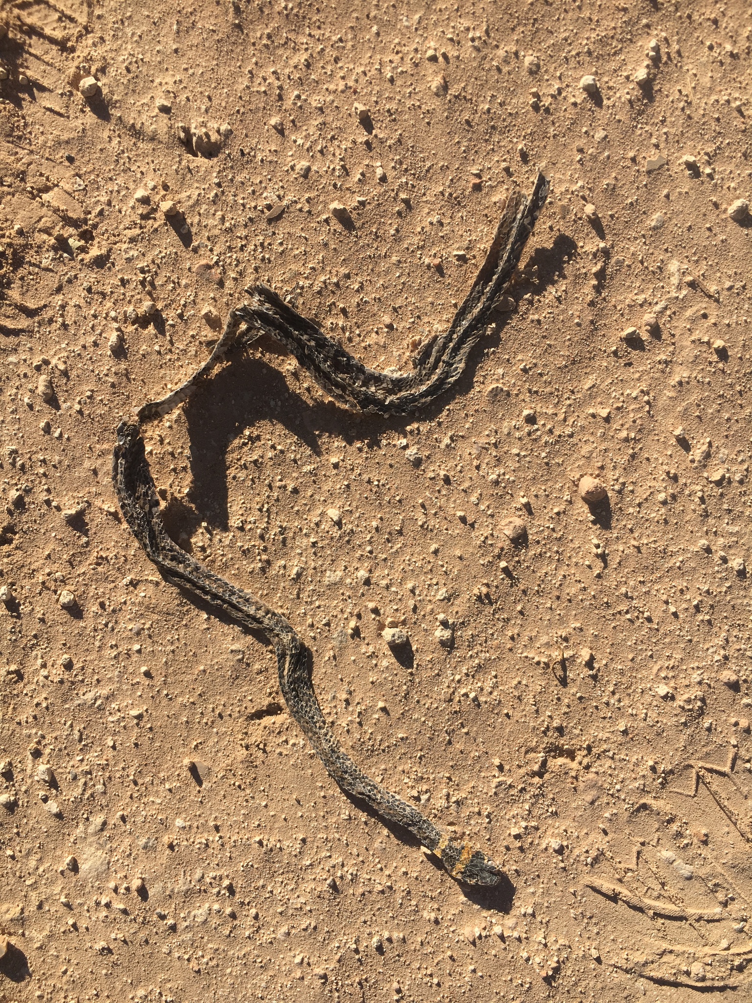 Long-Tailed Whipsnake photo 2