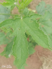 Abelmoschus esculentus