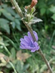 Cichorium intybus