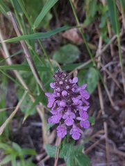Stachys palustris