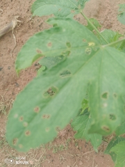 Abelmoschus esculentus