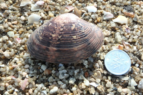 Paphia vernicosa