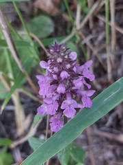 Stachys palustris