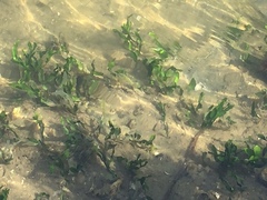 Caulerpa prolifera