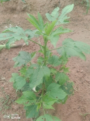 Abelmoschus esculentus