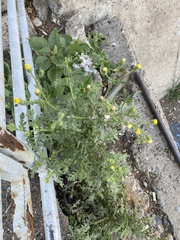 Senecio viscosus