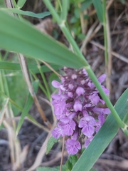 Stachys palustris
