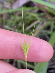 Rhynchospora chapmanii