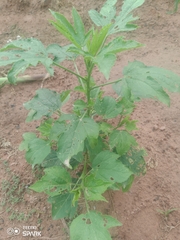 Abelmoschus esculentus