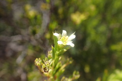Diosma aristata