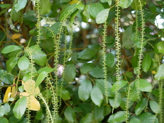 Pterocarya fraxinifolia