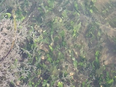 Caulerpa prolifera