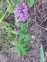 Stachys palustris