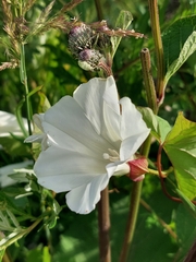 Calystegia sepium