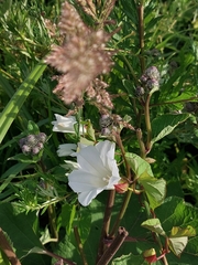 Calystegia sepium