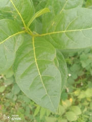 Dichapetalum