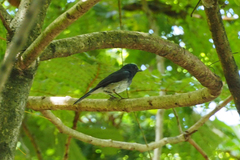 Cyornis hainanus