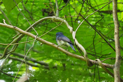 Cyornis hainanus