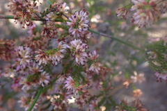 Erica dispar
