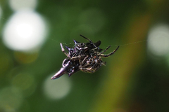 Gasteracantha diardi