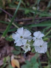Silene latifolia alba