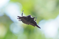 Gasteracantha diardi