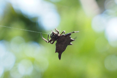 Gasteracantha diardi