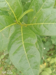 Dichapetalum