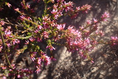 Erica dispar