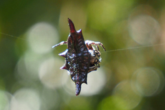 Gasteracantha diardi