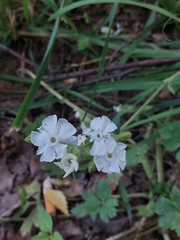 Silene latifolia alba