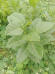 Dichapetalum