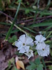 Silene latifolia alba